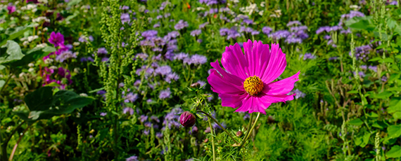 Nahaufnahme einer pinken Blume auf einer bunten Blumenwiese mit grüner Vegetation und lila Blüten im Hintergrund.