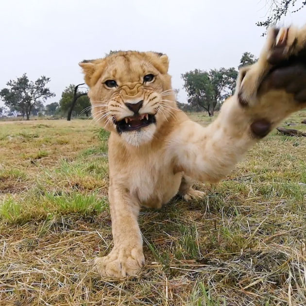 Ultra-Slow-Motion-Video