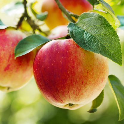 Erntefrische Äpfel