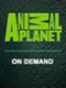 Animal Planet