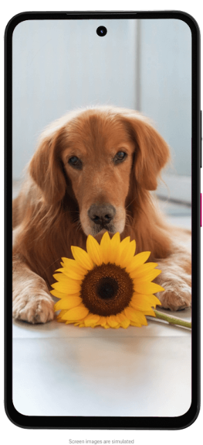 T Phone 3 Frontalansicht Bildschirm zeigt einen Hund mit einer Sonnenblume T Phone 3 Frontalansicht Bildschirm zeigt einen Hund mit einer Sonnenblume
